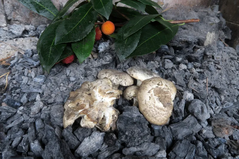 Cerioporus corylinus 1 - IMG_2374